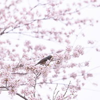 満開の桜をついばむ小鳥の春の野鳥の写真