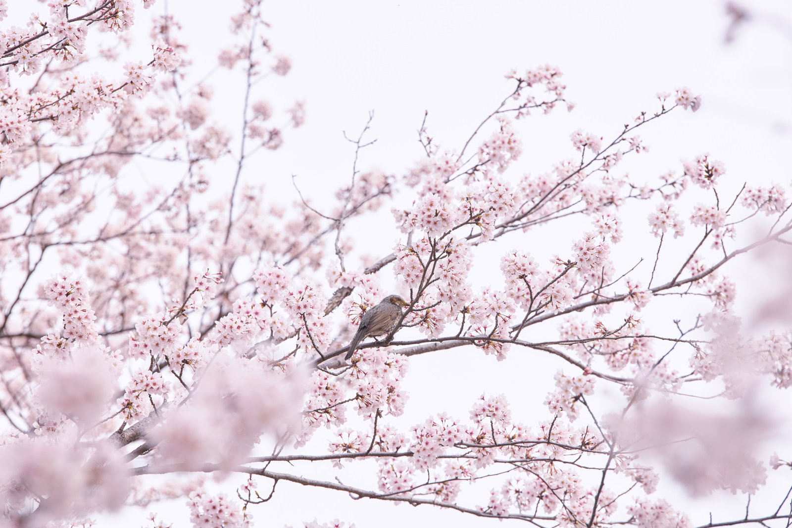 Small brown bird perched on pale pink cherry blossom (sakura) branch