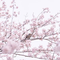 淡いピンク色の桜の枝に止まる茶色い小鳥の写真
