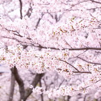 白とピンクに染まったお花見シーズンの桜の写真