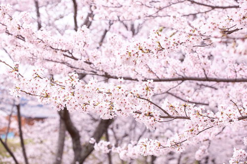 白とピンクに染まったお花見シーズンの桜