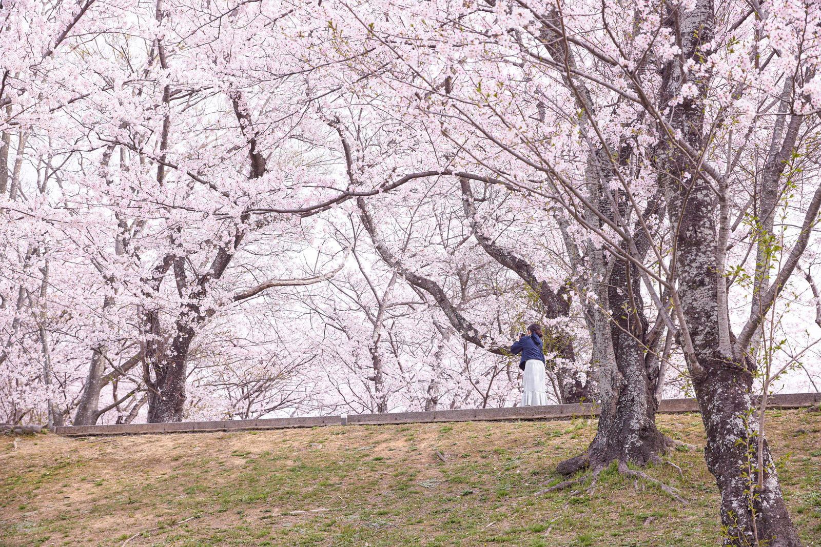 A woman wearing a navy blue jacket holding a smartphone, photographing in a fully bloomed cherry blossom avenue (sakura namiki)