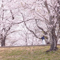 満開の桜並木をスマホで撮影する女性の写真