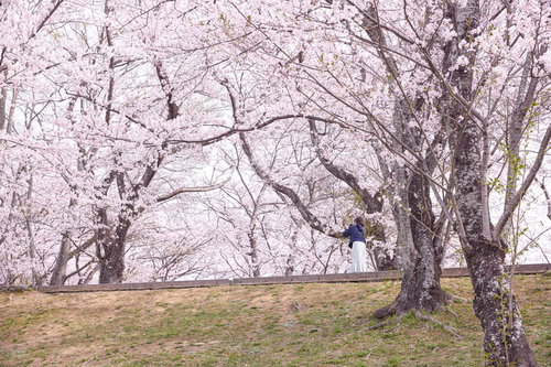 満開の桜並木をスマホで撮影する女性