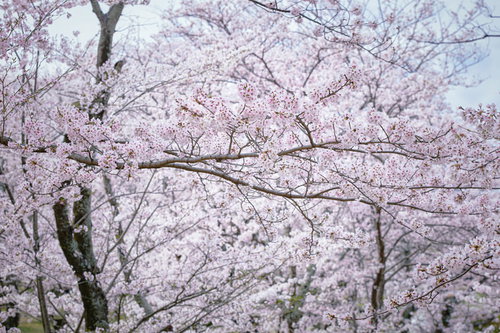 細く長く伸びる満開の桜の枝 青空背景の春の花見