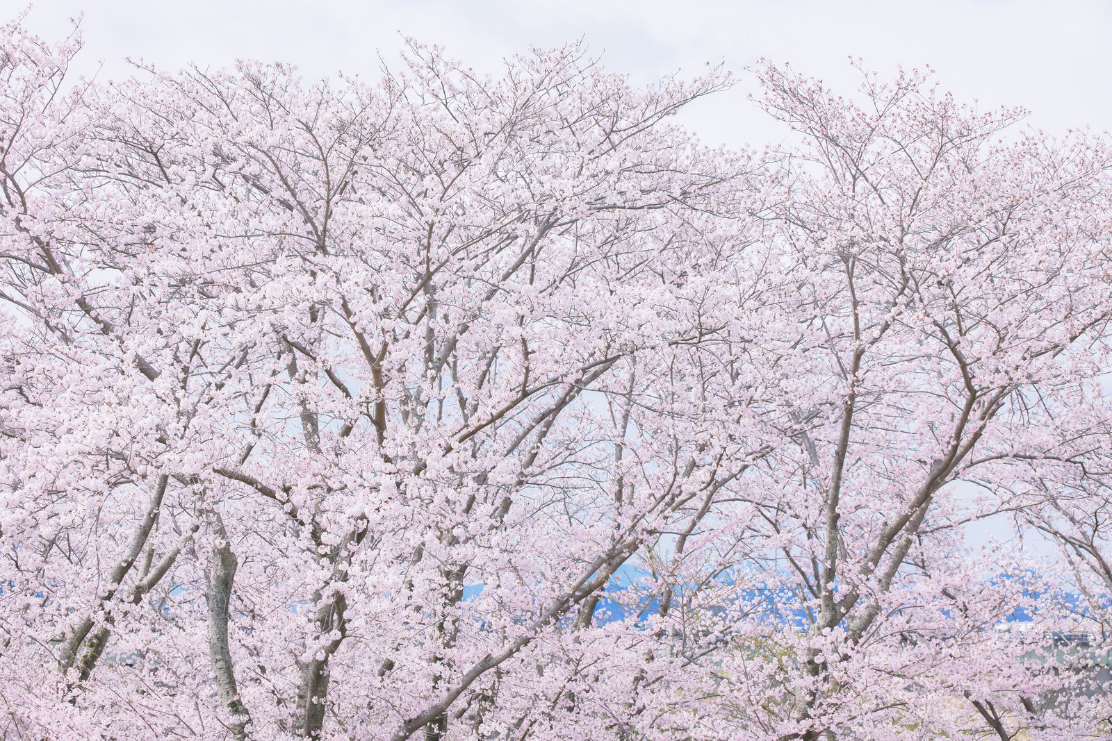 Spring landscape of pale pink cherry blossom (sakura) trees in full bloom viewed from below