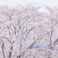 春の景勝地を彩る満開の桜の樹々の写真
