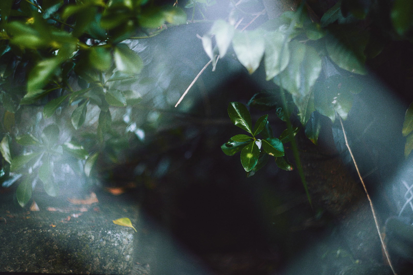 金網フェンス越しに見える緑の葉っぱと自然光