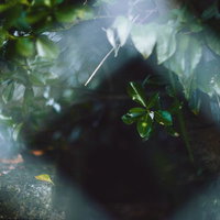 金網フェンス越しに茂る緑の葉っぱと新緑の自然風景の写真