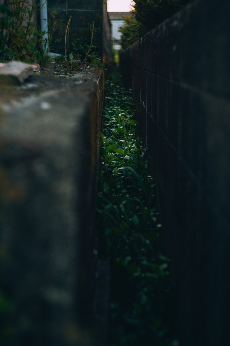 暗い狭い隙間に生える緑の雑草