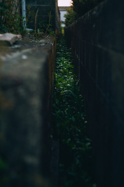 狭い隙間に生える緑の雑草