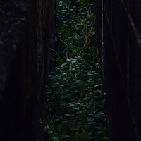 暗がりの隙間から伸びる雑草の生命力の写真