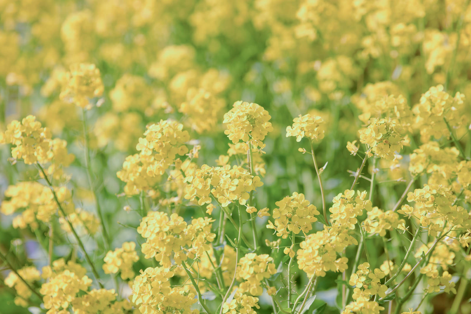 黄色い菜の花が一面に咲く菜の花畑の風景