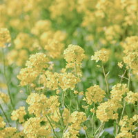 春の黄色い菜の花が一面に咲く菜の花畑の風景の写真