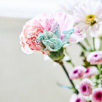 母の日のプレゼントに選ぶ多色のカーネーションの写真