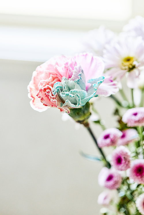 母の日のプレゼントに選ぶ多色のカーネーション