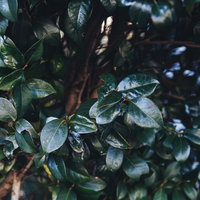 艶のある植栽の葉（雨上がり）の写真