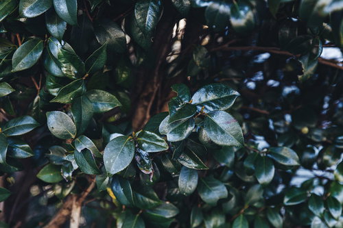 艶のある植栽の葉（雨上がり）