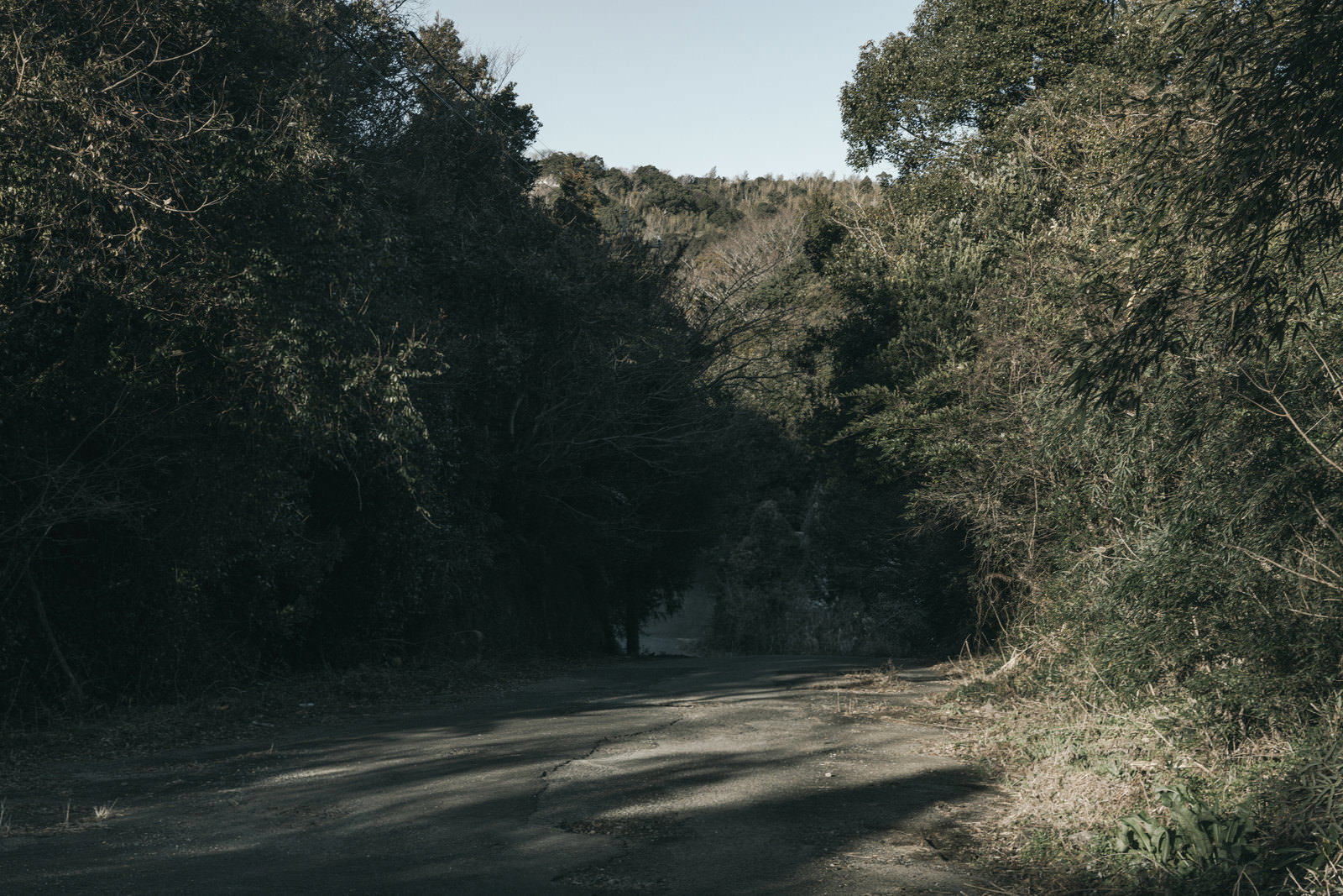 雑木林に囲まれた道路の風景。左右の木々が道をふさぐように繁茂し、奥へと続いている