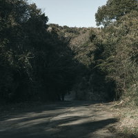 雑木林に囲まれた道路と木々が続く風景の写真