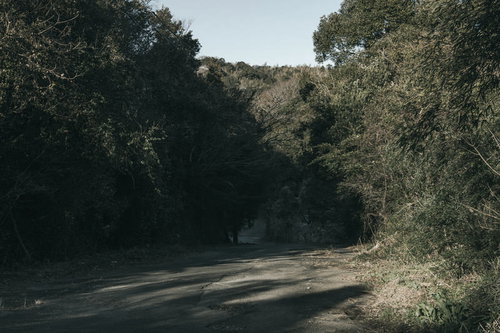 雑木林に囲まれた道路と木々が続く風景