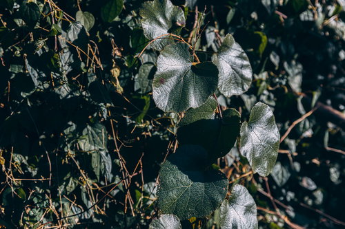 夏の蔦と葉が織り成すアート