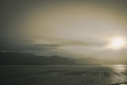棒立てされた海と朝日の風景、養殖漁場の早朝風景
