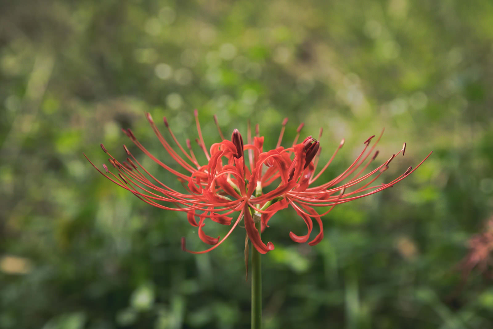 道端に咲く赤いヒガンバナの花、緑の背景にぼかし効果