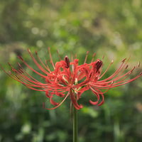 道端に咲く赤いヒガンバナの花の写真
