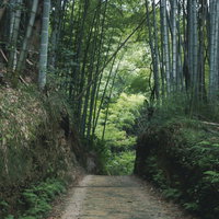 竹林の中を通る静かな小道の写真
