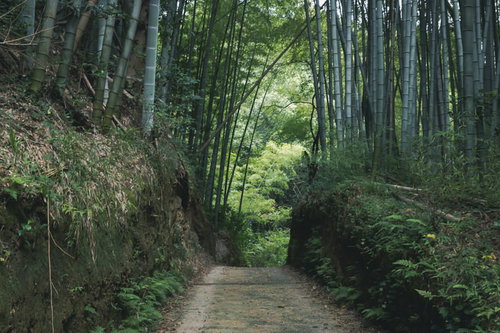 竹林の中を通る静かな小道