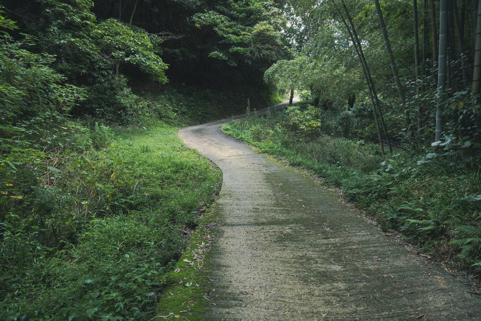 竹林に囲まれた緑の小道が奥へと続いている様子
