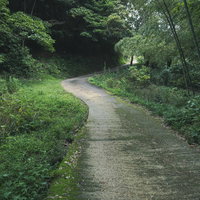 竹林と藪の間を抜ける道端の小径の写真