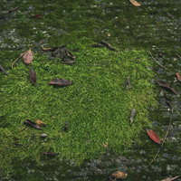 苔に積もる落ち葉：季節の移ろいを表現した自然テクスチャーの写真