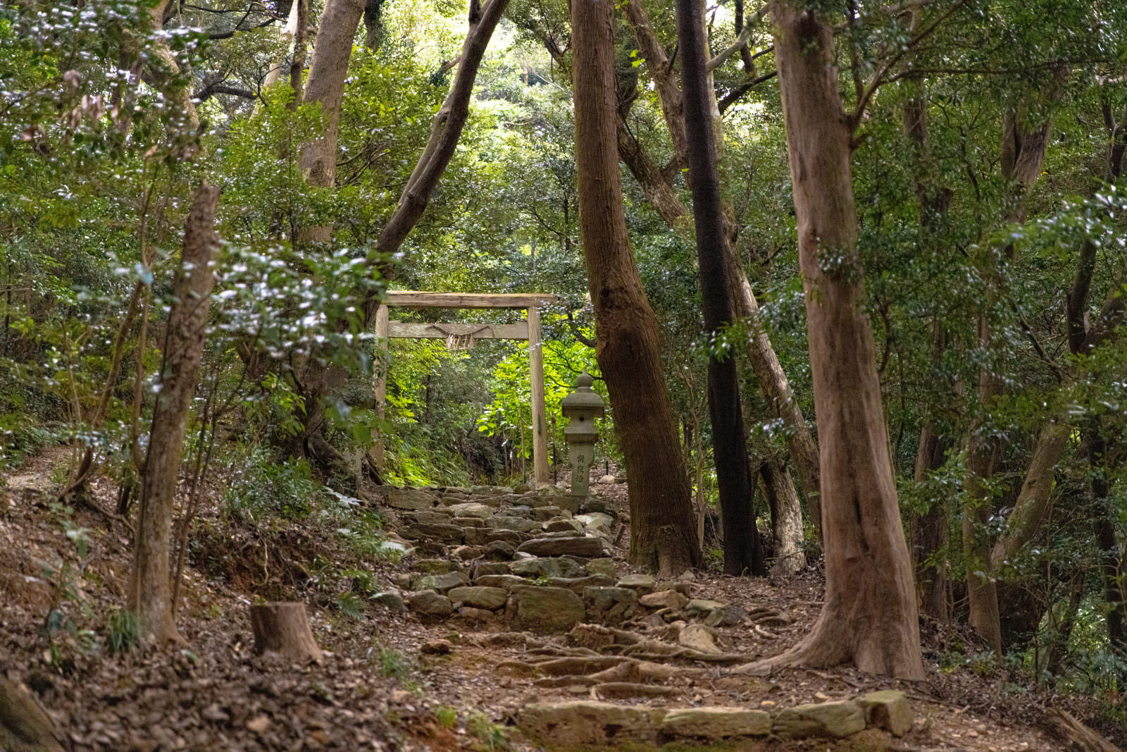 森の木々に囲まれた神社の参道で、朱色の鳥居と石段が続く風景