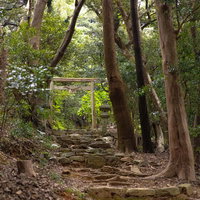 森の中の朱色の鳥居と石段が続く参道を進む風景の写真