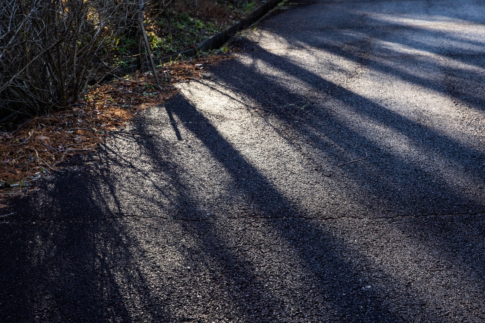 夕暮れ時に木々の影が長く伸びるアスファルト道路