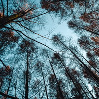 晩秋の木々と青空に差し込む木漏れ日、見上げた林の風景の写真