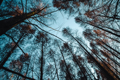 晩秋の木々と青空に差し込む木漏れ日、見上げた林の風景