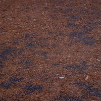 カラ松の落ち葉が積もった地面の写真