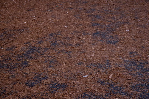 地面に敷き詰められたカラ松の落ち葉と秋の地表