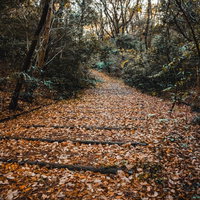 秋の公園で落ち葉であふれる階段と木々の写真