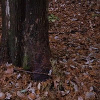 秋の木の根元に積もる落ち葉と自然の季節風景の写真