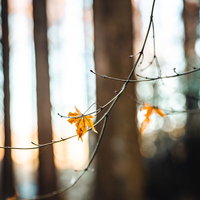 晩秋の森で枝に残る黄色い紅葉の葉の写真