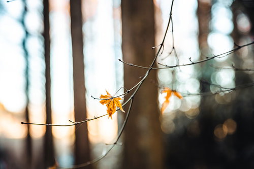 晩秋の森で枝に残る黄色い紅葉の葉