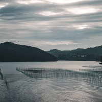 伊勢湾のあおさ漁、整然と並ぶ養殖網と漁業風景の写真