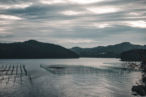 伊勢湾のあおさ漁、整然と並ぶ養殖網と漁業風景