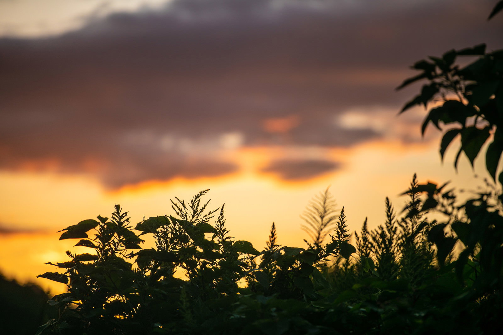 夕焼け空を背景に植物の葉や枝が黒いシルエットで映る風景