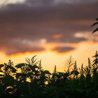 オレンジ色の夕暮れ空に浮かぶ植物のシルエットの写真