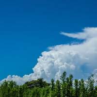 積乱雲と植物が広がる夏の青空の写真